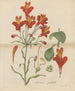 vacker alstroemeria - William Jackson Hooker — vy av konstverket