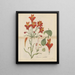 vacker alstroemeria - William Jackson Hooker — inramlat konstverk på väggen