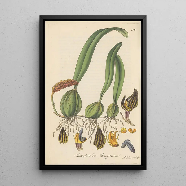 William Jackson Hooker - Anisopetalum Careyanum.webp