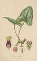 Asarum arifolium - William Jackson Hooker — vy av konstverket