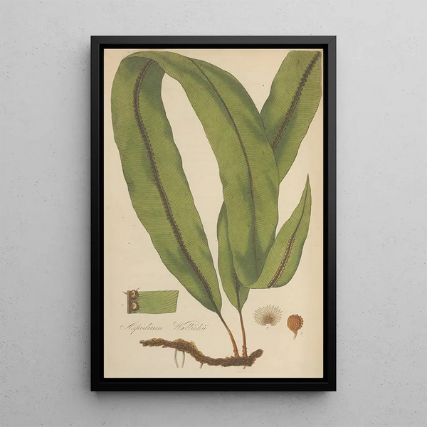 William Jackson Hooker - Aspidium Wallichii.webp