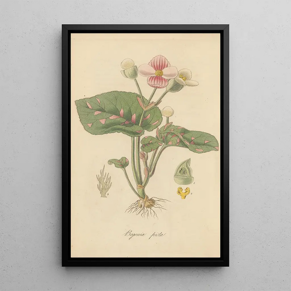 William Jackson Hooker - Begonia picta.webp