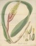 Bromelia nudicaulis - William Jackson Hooker — vy av konstverket