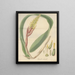 Bromelia nudicaulis - William Jackson Hooker — inramlat konstverk på väggen