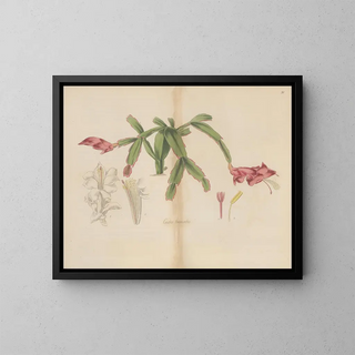 William Jackson Hooker - Cactus truncatus.webp