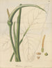 En caladium vierge - William Jackson Hooker — vy av konstverket