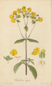Calceolaria rugosa - William Jackson Hooker — vy av konstverket