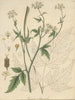 Conium aracacha - William Jackson Hooker — vy av konstverket