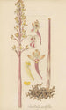 Corallorhiza multiflora - William Jackson Hooker — vy av konstverket