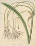 Crinum undulatum - William Jackson Hooker — vy av konstverket
