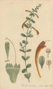 Cunila coccinea - William Jackson Hooker — vy av konstverket
