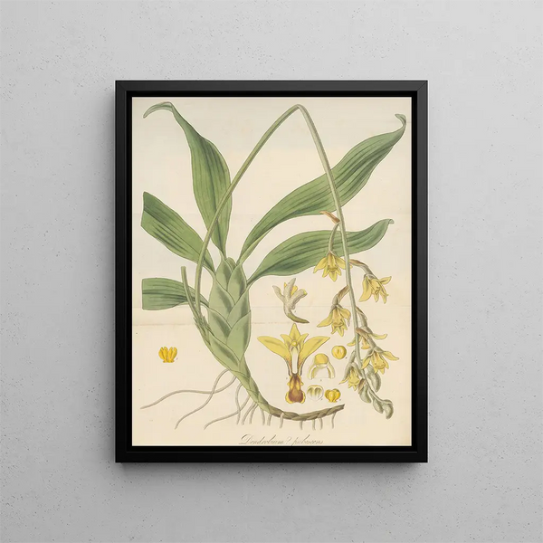 William Jackson Hooker - Dendrobium pubescens.webp