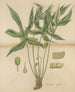 Dorstenia arifolia - William Jackson Hooker — vy av konstverket