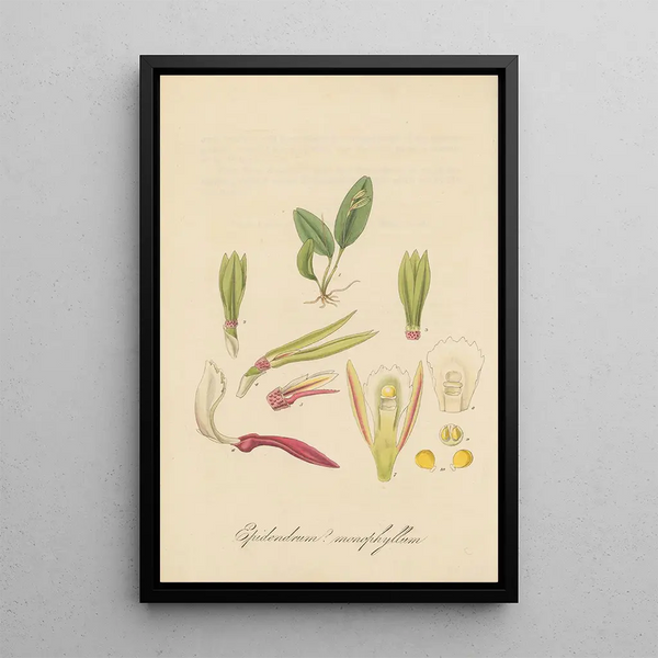 William Jackson Hooker - Epidendrum monophyllum.webp