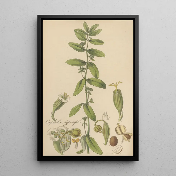 William Jackson Hooker - Euphorbia hypericifolia.webp