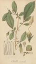 Fieldia australis - William Jackson Hooker — vy av konstverket