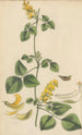 Glycine mollis - William Jackson Hooker — vy av konstverket