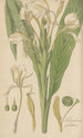 Hedychium spicatum - William Jackson Hooker — vy av konstverket