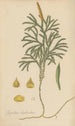 Lycopodium dendroideum - William Jackson Hooker — vy av konstverket