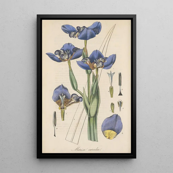 William Jackson Hooker - Marica coerulea.webp