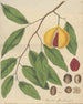 frukt från myristic officinalis - William Jackson Hooker — vy av konstverket