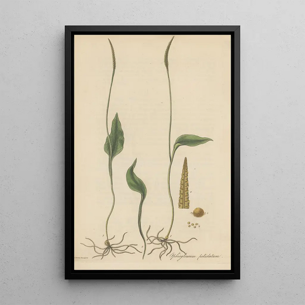 William Jackson Hooker - Ophioglossum petiolatum.webp