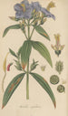 Osbeckia nepalensis - William Jackson Hooker — vy av konstverket