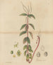 Peperomia blanda - William Jackson Hooker — vy av konstverket