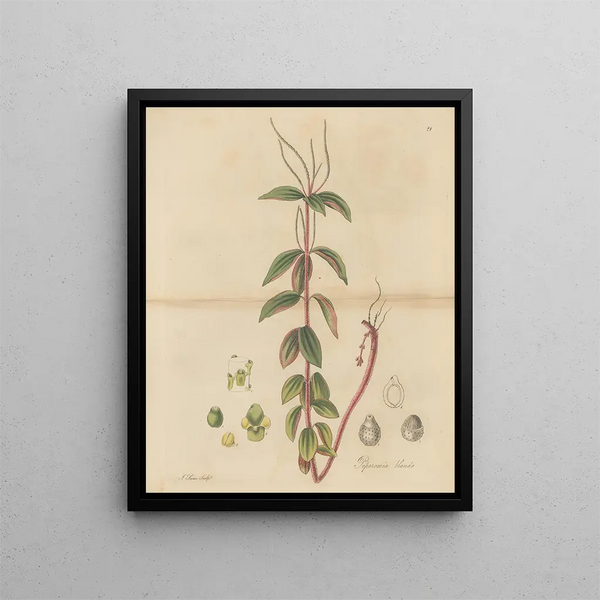 William Jackson Hooker - Peperomia blanda.webp
