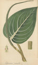 Peperomia maculosa - William Jackson Hooker — vy av konstverket