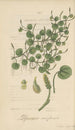 Peperomia reniformis - William Jackson Hooker — vy av konstverket