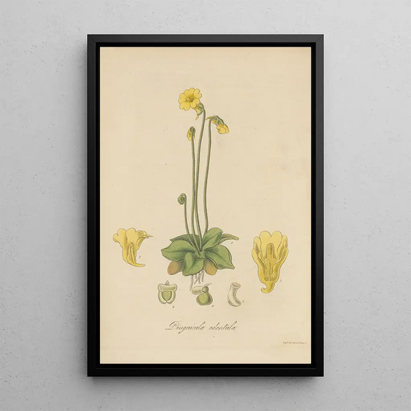 William Jackson Hooker - Pinguicula edentula.webp