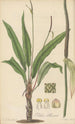 Pothos Harrisii - William Jackson Hooker — vy av konstverket