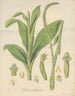 Plantain de Prescotia - William Jackson Hooker — vy av konstverket