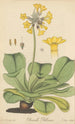 Primula Palinuri - William Jackson Hooker — vy av konstverket