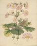 Primula sinensis - William Jackson Hooker — vy av konstverket