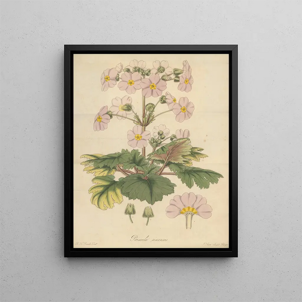 William Jackson Hooker - Primula sinensis.webp