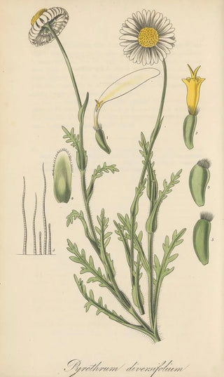 William Jackson Hooker - Pyrethrum diversifolium.webp