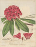 Rhododendron arboreum - William Jackson Hooker — vy av konstverket