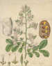 Shotia latifolia - William Jackson Hooker — vy av konstverket