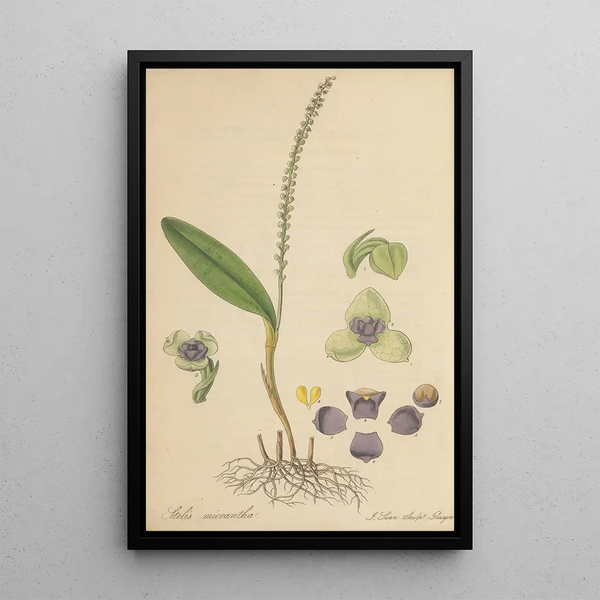William Jackson Hooker - Stetis Micrantha.webp