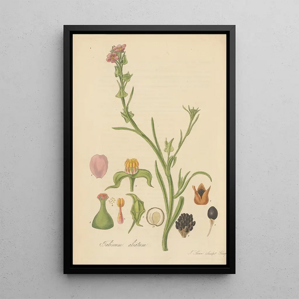 William Jackson Hooker - Talinum ciliatum.webp