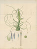 Tillandsia bulbosa - William Jackson Hooker — vy av konstverket