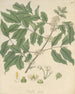 Trichilia odorata - William Jackson Hooker — vy av konstverket