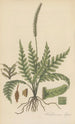 Trichomanes elegans - William Jackson Hooker — vy av konstverket