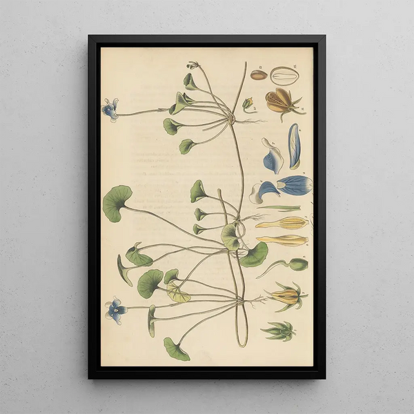 William Jackson Hooker - Viola hederacea.webp