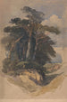 Pins sur Hampstead Heath - William James Müller — vy av konstverket