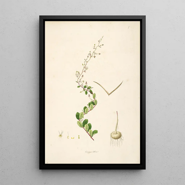 William Roxburgh - Plants of the coast of Coromandel Pl007.webp
