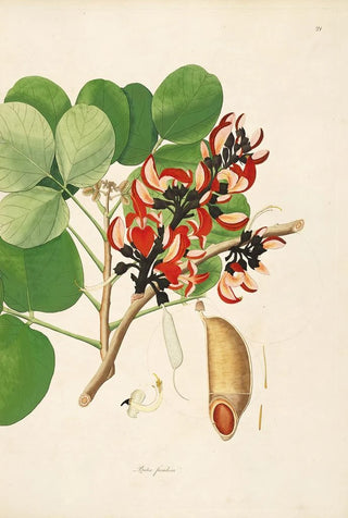 William Roxburgh - Plants of the coast of Coromandel Pl021.webp