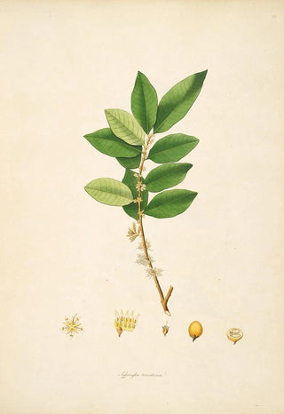 William Roxburgh - Plants of the coast of Coromandel Pl028.webp